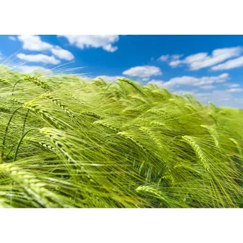 Fototapeta Vliesová fototapeta na zeď Rasch 363746, Magic Walls