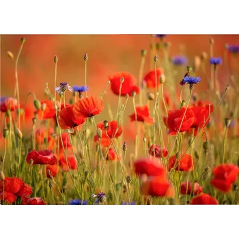 Fototapeta Vliesová fototapeta na zeď Rasch 363371, Magic Walls