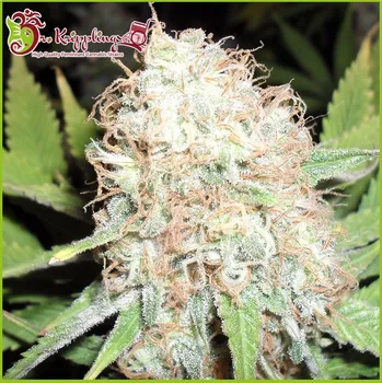 Semeno Dr. Krippling Seeds - Bud Bud Bling Tingz 1 ks