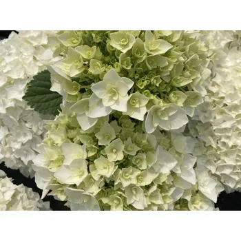 Sazenice Hortenzie velkolistá 'Florencia' Balení: kontejner p12