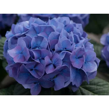 Sazenice Hortenzie velkolistá 'Diva Fiore' Balení: kontejner p12