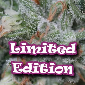 Semeno Dr. Underground - Gorilla Daywrecker 5 ks