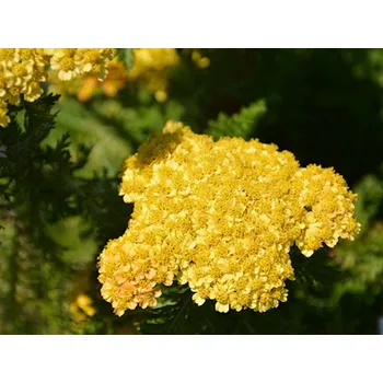 Sazenice Řebříček obecný SKYSAIL 'Yellow'- Achillea millefolium SKYSAIL 'Yellow' Balení: kontejner p11