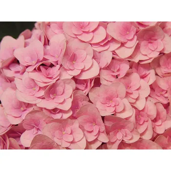 Sazenice Hortenzie velkolistá 'Florentina®' Balení: kontejner p12