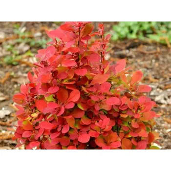 Sazenice Dřišťál Thunbergův 'Desperados' Balení: kontejner C2