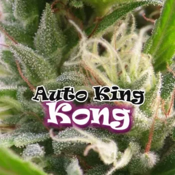 Semeno Dr. Underground - Auto King Kong 2 ks
