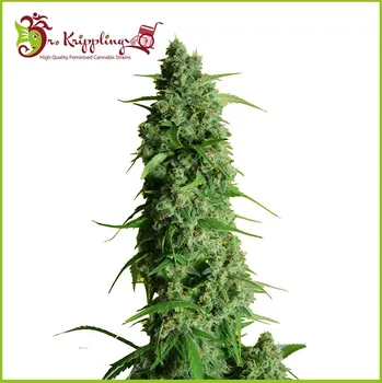 Semeno Dr. Krippling Seeds - Guys Girl Scout Cookies Auto (GGG1) 1 ks