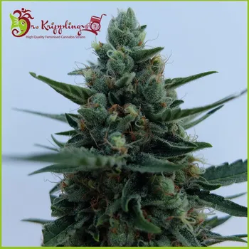 Semeno Dr. Krippling Seeds - White Rush Auto 1 ks