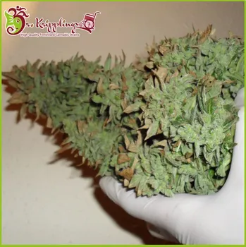 Semeno Dr. Krippling Seeds - Smokin´ Gun Auto 1 ks