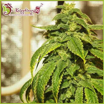 Semeno Dr. Krippling Seeds - Doh Si Dohpe 1 ks