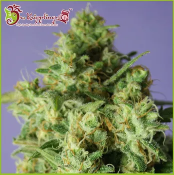 Semeno Dr. Krippling Seeds - Bulk Smash Auto 1 ks