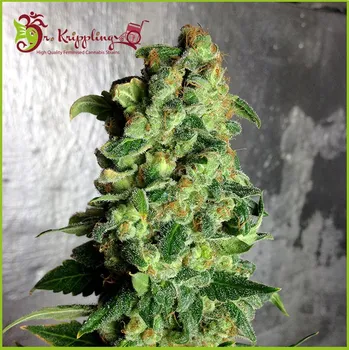Semeno Dr. Krippling Seeds - Super Skunk Auto 1 ks