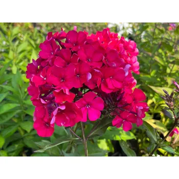 Sazenice Plaménka latnatá 'Starfire' - Phlox paniculata 'Starfire' Balení: kontejner p12