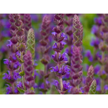 Sazenice Šalvěj hajní 'Ostfriesland' - Salvia nemorosa 'Ostfriesland' Balení: kontejner p9