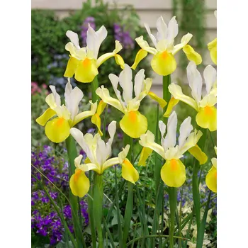 Semeno Kosatec 'Symphony hollandica' 10 ks