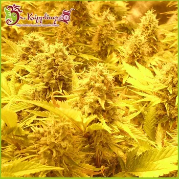 Semeno Dr. Krippling Seeds - Choc-Matic Auto 1 ks