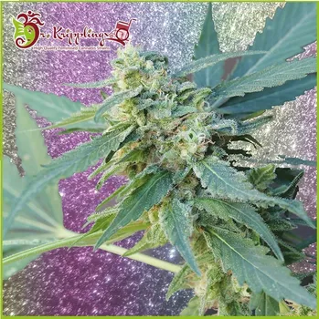Semeno Dr. Krippling Seeds - Mango Bubble Cloud Auto 1 ks