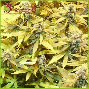 Semeno Dr. Krippling Seeds - Gelato Cookies Doh-Ope (GGG3) Auto 1 ks