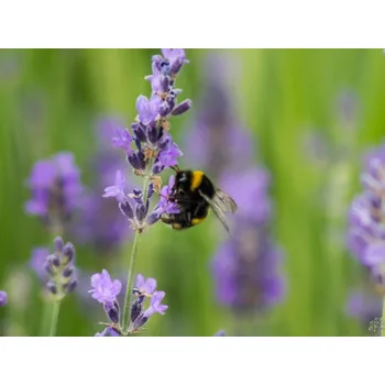 Sazenice Levandule úzkolistá 'Dwarf Blue' - Lavandula angustifolia 'Dwarf Blue' Balení: kontejner p11