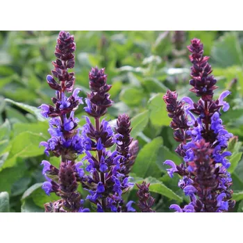 Sazenice Šalvěj hajní 'Blaukönigin' - Salvia nemorosa 'Blaukönigin' Balení: kontejner p11