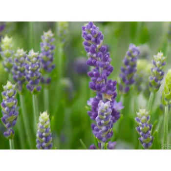 Sazenice Levandule úzkolistá 'Spear Blue' - Lavandula angustifolia 'Spear Blue' Balení: kontejner p11