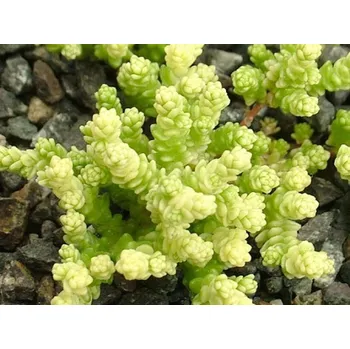Sazenice Rozchodník ostrý 'Yellow Queen' - Sedum acre 'Yellow Queen' Balení: kontejner p9