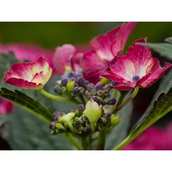 Sazenice Hortenzie velkolistá 'Dark Angel®' Balení: kontejner p12