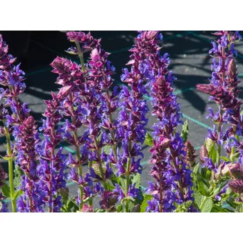 Sazenice Šalvěj hajní 'Blue Field' - Salvia nemorosa 'Blue Field' Balení: kontejner p11
