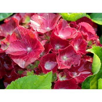 Sazenice Hortenzie velkolistá 'HI Tornado' Balení: kontejner p12