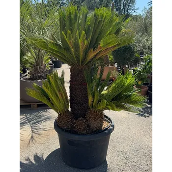 Sazenice CYCAS REVOLUTA / Multikmen / 110cm / výška 200cm - REVOLUTA_MULTI_110CM