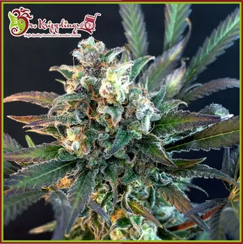 Semeno Dr. Krippling Seeds - Quick Separation Cake 1 ks