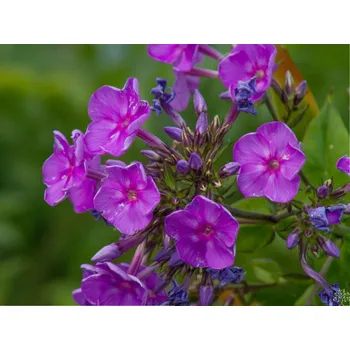 Sazenice Plaménka latnatá 'Sweet Summer Ocean' - Phlox paniculata 'Sweet Summer Ocean' Balení: kontejner p12