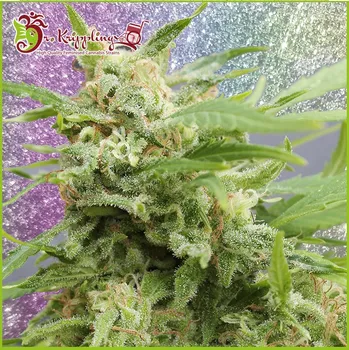 Semeno Dr. Krippling Seeds - Tease Auto 1 ks