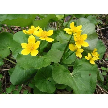 Sazenice Blatouch bahenní - Caltha palustris Balení: kontejner p9