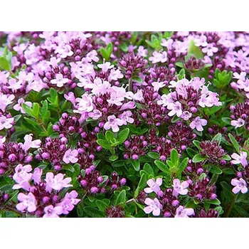 Sazenice Mateřídouška úzkolistá kontejner p9