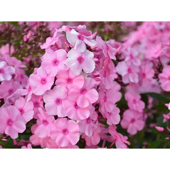 Sazenice Plaménka latnatá 'Sweet Summer® Fragrance' - Phlox paniculata 'Sweet Summer® Fragrance' Balení: kontejner p12