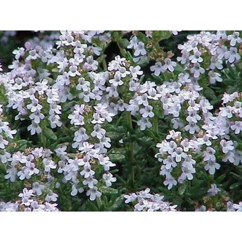Sazenice Mateřídouška obecná - Thymus vulgaris Balení: kontejner p11