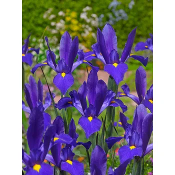 Semeno Kosatec 'Blue magic hollandica' 10 ks