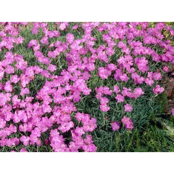 Sazenice Hvozdík sivý 'Malgosia' kontejner p9