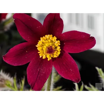 Sazenice Koniklec obecný 'Rubra' - Pulsatilla vulgaris 'Rubra' Balení: kontejner p11