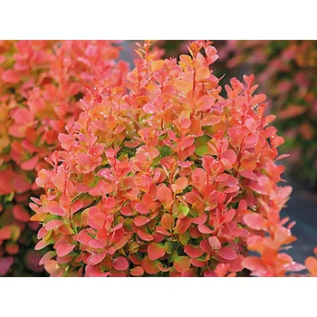 Sazenice Dřišťál Thunbergův 'Florence' Balení: kontejner p9