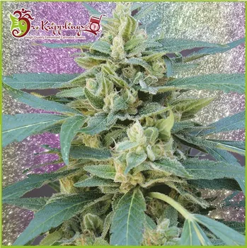 Semeno Dr. Krippling Seeds - Jammy Auto 10 ks