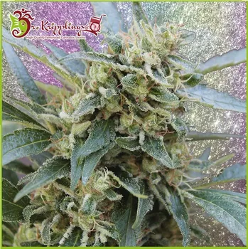 Semeno Dr. Krippling Seeds - Shark Infested Custard 5 ks