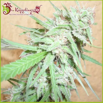 Semeno Dr. Krippling Seeds - Spinning Buzz Kick Auto 1 ks