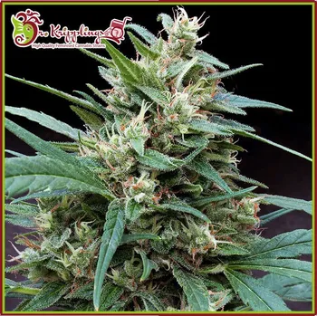 Semeno Dr. Krippling Seeds - Bucks Fizz Auto 1 ks