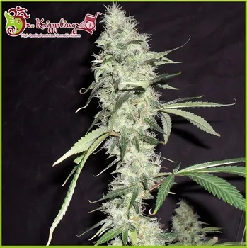 Semeno Dr. Krippling Seeds - Sonic Bloom Auto 1 ks
