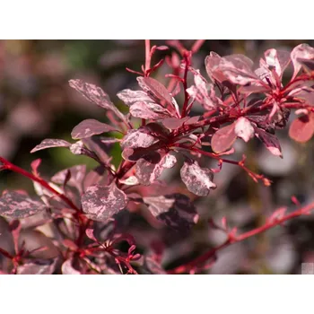 Sazenice Dřišťál Thunbergův 'Harlequin' Balení: kontejner p9