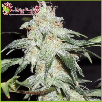 Semeno Dr. Krippling Seeds - Pickled Diesel Auto 5 ks