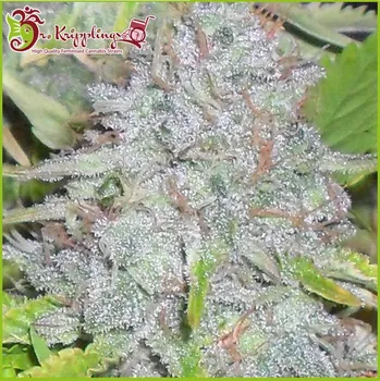 Semeno Dr. Krippling Seeds - Delhi Friend 1 ks