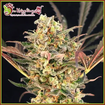 Semeno Dr. Krippling Seeds - Purple Slap Auto 1 ks